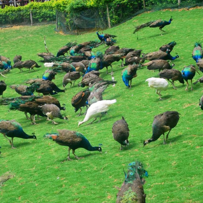 Assorted-Peafowl-LG__68440