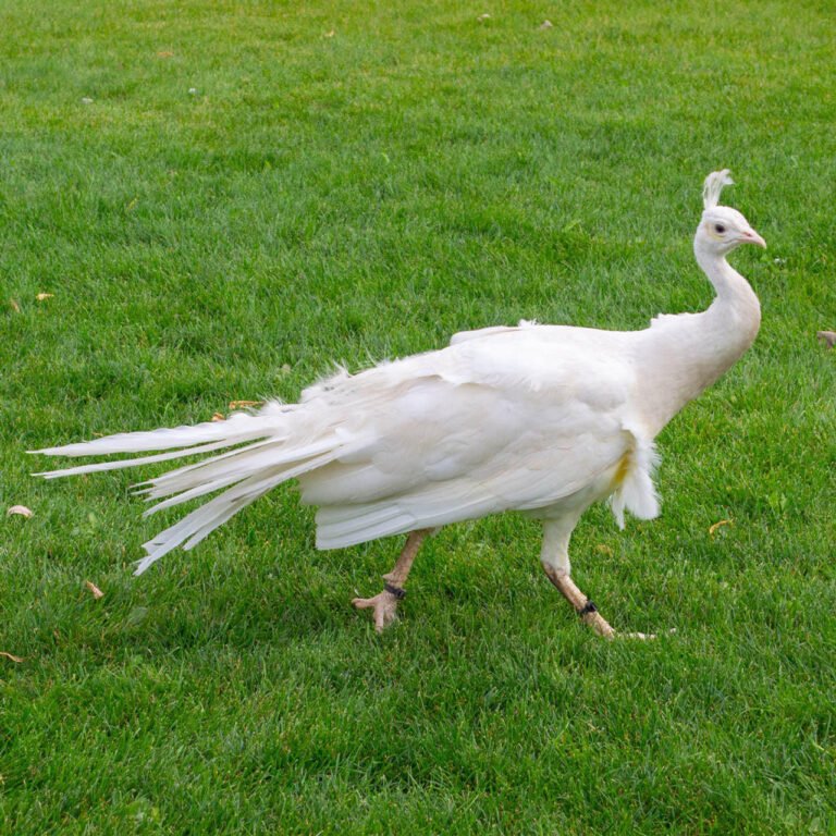 LA300_WHITE_PEAFOWL__63569