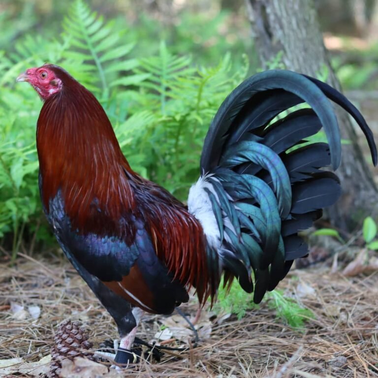 Lacey-Roundhead-Rooster