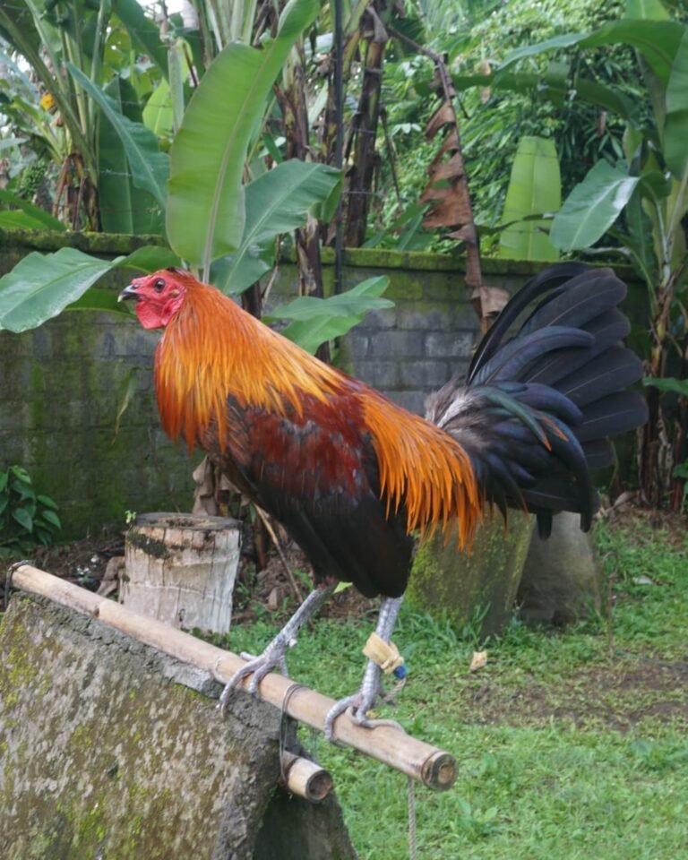 Peruvian-Rooster