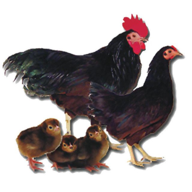 Rhode_Island_Red_Bantam__97598