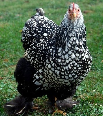 Silver-Laced-Cochin-1