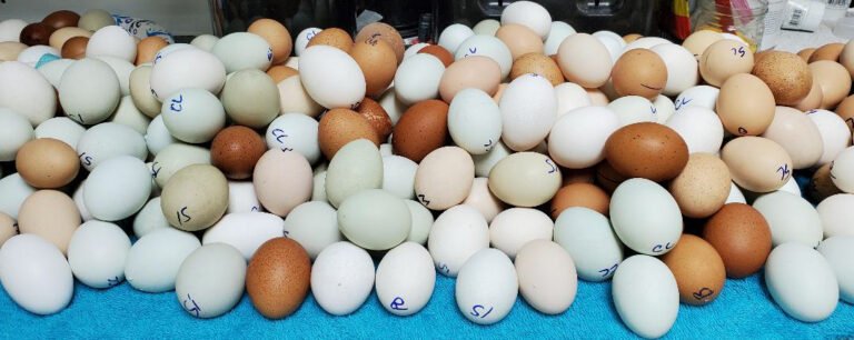 eggs