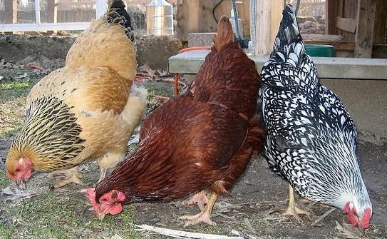 buff_brahma_johnna_hutchison.jpg
