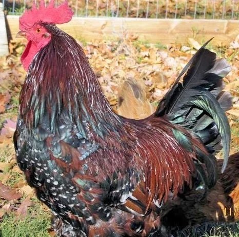 SPECKLED SUSSEX (Male)
