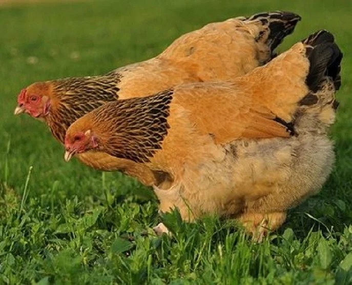buff_brahma_johnna_hutchison.jpg