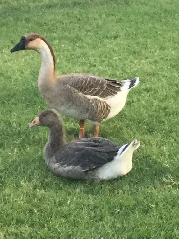 Hatchery Choice Geese Surplus