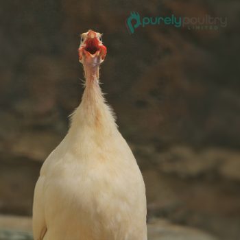 African White Guinea Keets