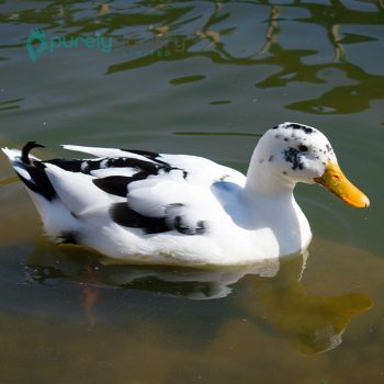 Ancona Ducklings