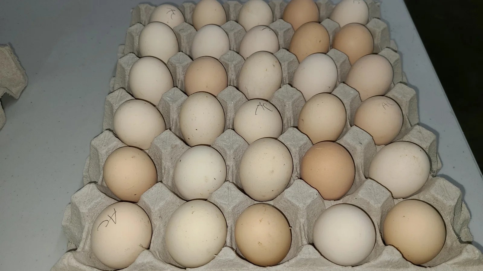 Ayam-Cemani3.jpg.jpeg