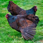 Barnevelder-Chicks