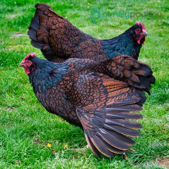 Barnevelder Chicks