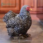 Barred-Cochin-Bantam-Chicks