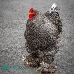 Barred-Cochin-Standard-Chicks
