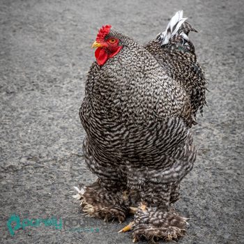 Barred Cochin Standard Chicks