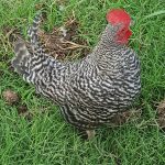 Barred-Old-English-Bantam-Chicks
