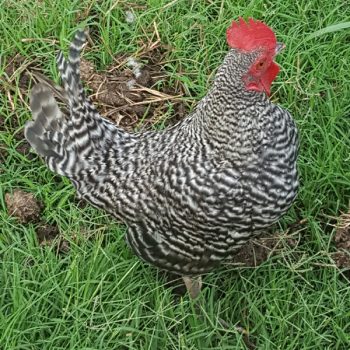 Barred Old English Bantam Chicks