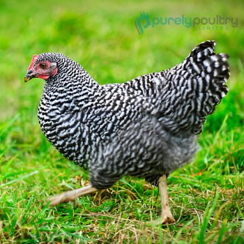 Barred Plymouth Rock Bantam Chicks