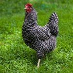 Barred-Plymouth-Rock-Chicks