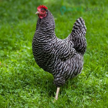 Barred Plymouth Rock Chicks