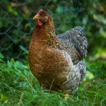 Bielefelder-Chicks