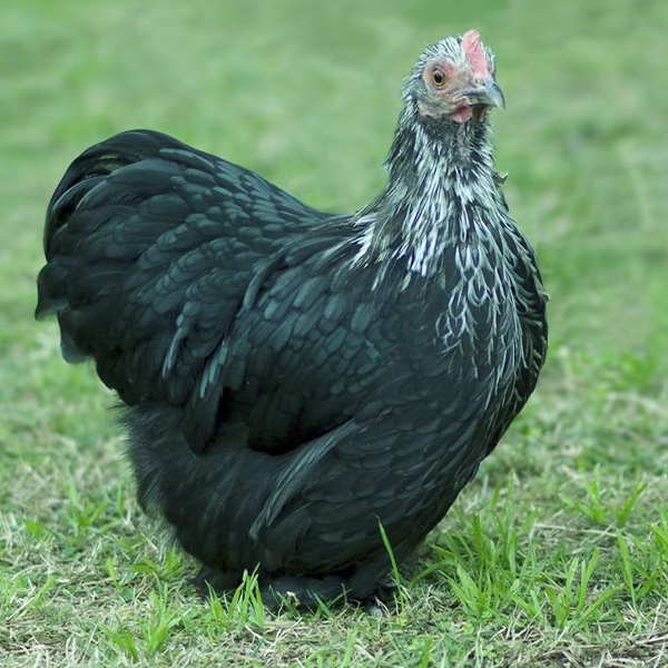 Birchen-Cochin-Bantam-Chicks Birchen Cochin Bantam Chicks