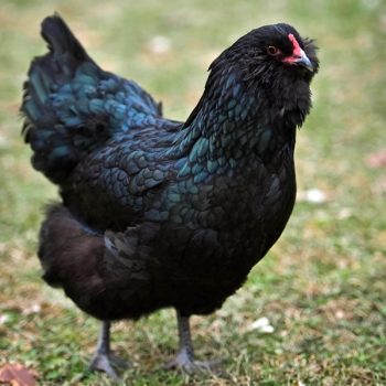 Black Ameraucana Chicks