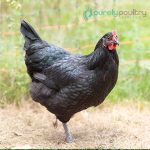Black Australorp Chicks