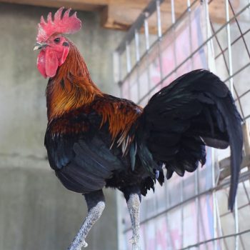 Black Breasted Brown Red Standard Old English Chicks