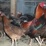 Black-Breasted-Red-Cubalaya-Chicks