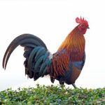 Black-Breasted-Red-Jungle-Fowl-Standard-Old-English-Chicks