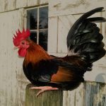 Black-Breasted-Red-Old-English-Bantam-Chicks