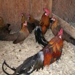 Black Breasted Red Phoenix Bantam Chicks