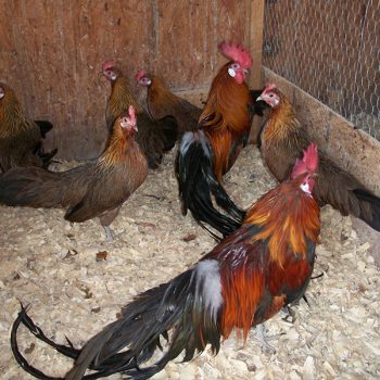Black Breasted Red Phoenix Bantam Chicks
