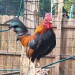 Black-Breasted-Red-Phoenix-Chicks
