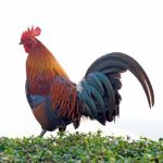 Black-Breasted-Red-Standard-Old-English-Chicks