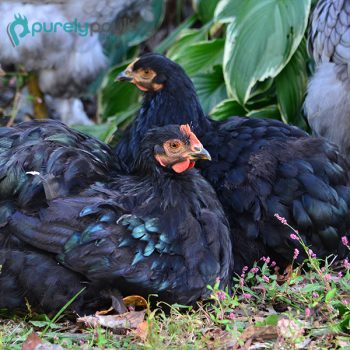 Black Cochin Bantam Chicks