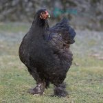 Black Cochin Standard Chicks
