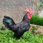 Black-Japanese-Bantam-Chicks