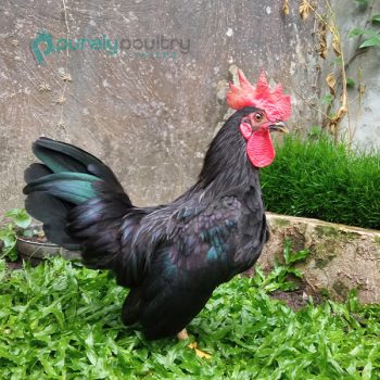 Black Japanese Bantam Chicks