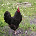 Black Jersey Giant Chicks