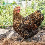 Black Laced Gold Wyandotte Chicks