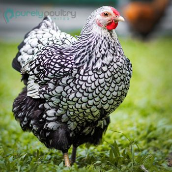 Black Laced Silver Wyandotte Chicks