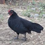 Black Old English Bantam Chicks