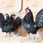 Black-Rosecomb-Bantam-Chicks
