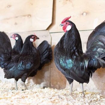 Black Rosecomb Bantam Chicks
