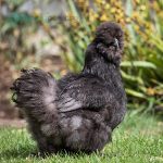 Black Silkie Bantam Chicks