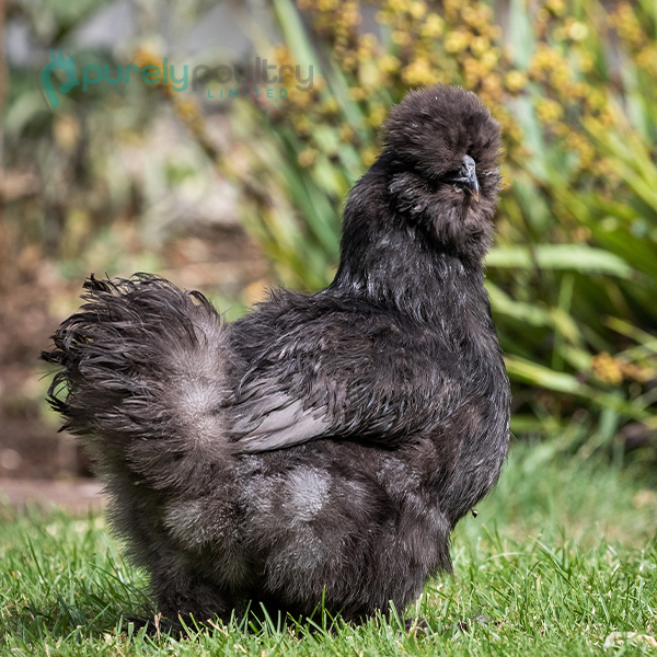 Black-Silkie-Bantam-Chicks Black Silkie Bantam Chicks