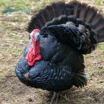 Black Spanish Turkey Poults