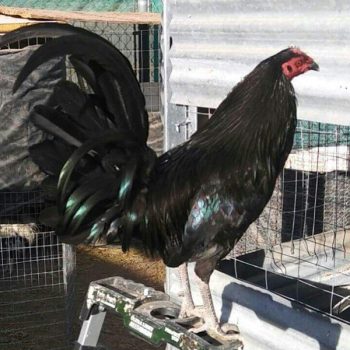 Black Standard Old English Chicks